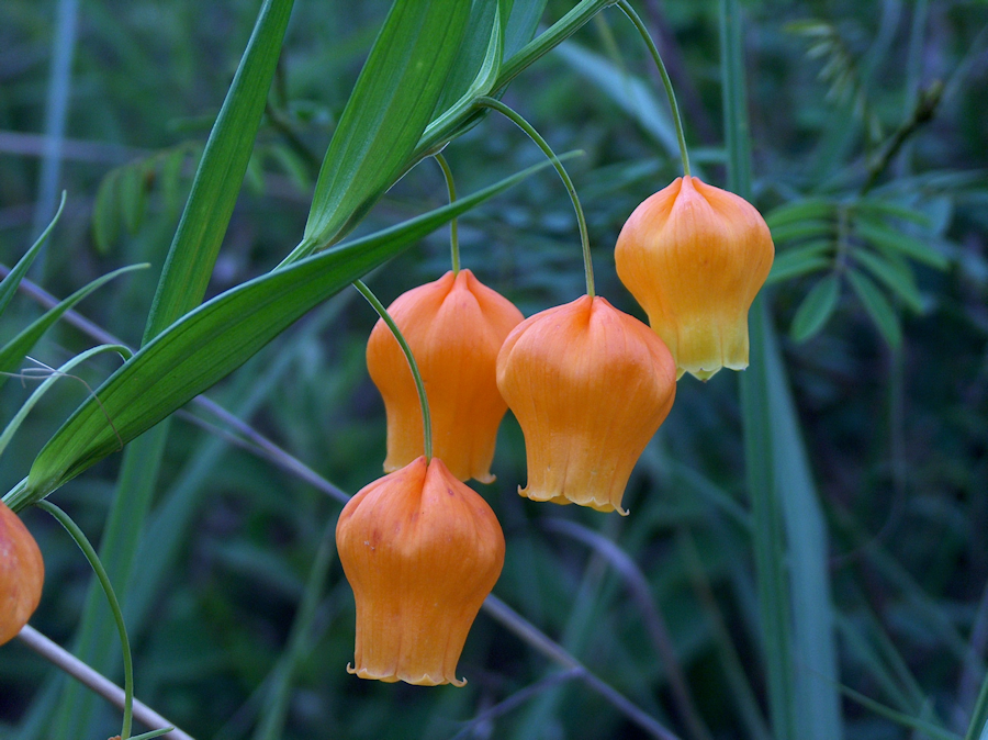 Sandersonia aurantiaca